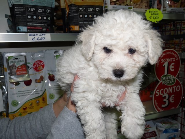 Vendita Cuccioli Club Del Cane