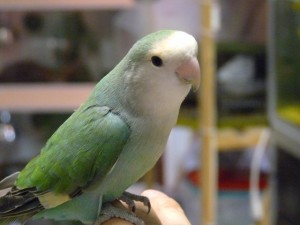 Il pappagallo Inseparabile: notizie utili,curiosità,consigli